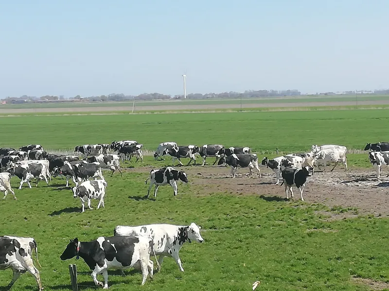 Schwarzbunte Kühe auf der Weide