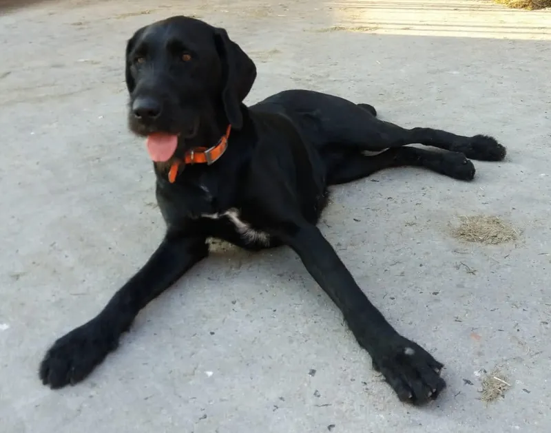 Der schwarze Hofhund liegt entspannt auf dem Pflaster des Hofplatzes
