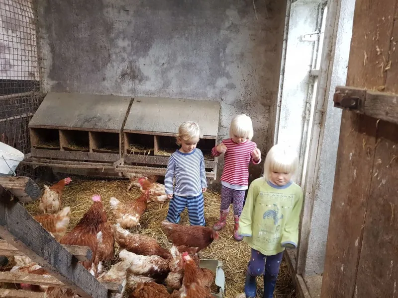 Kinder schauen im Hühnerstall in der Scheune den Hühnern zu