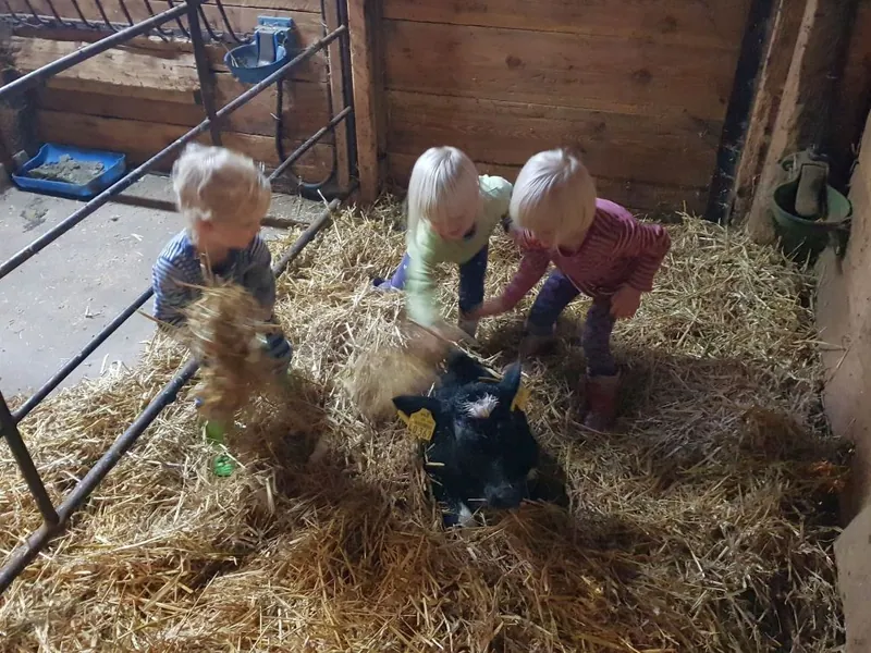 Kinder streicheln ein Kalb im Stroh in der Scheune