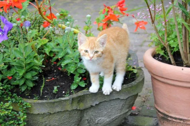 Rotes Kätzchen sitzt zwischen Blumen in einem Pflanzkübel