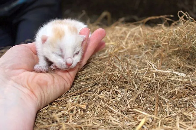 Ein neugeborenes Kätzchen liegt in einer Hand über dem Stroh