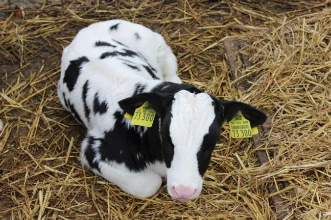 Kalb mit Ohrmarken liegt im Stroh