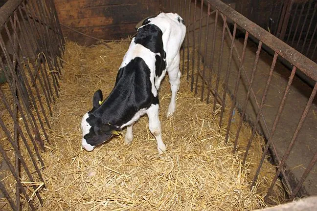 Kalb steht in seiner Strohbox in der Scheune