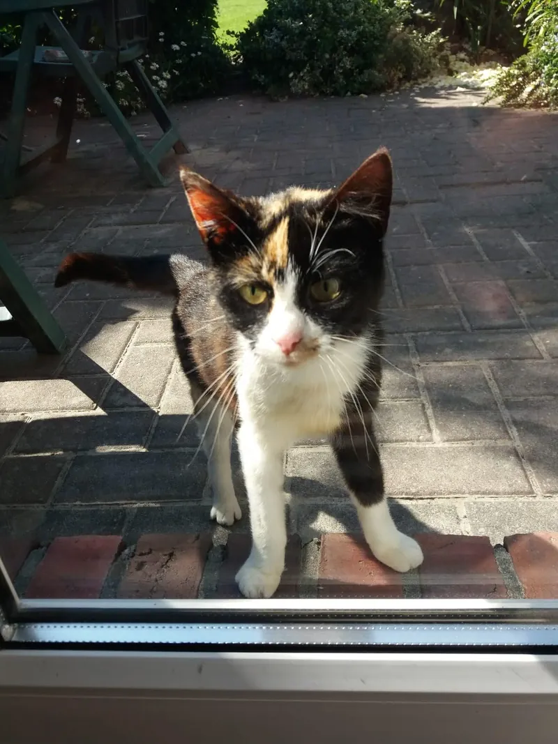 Eine schwarz-weiß-rote Katze steht an der Glastür und schaut herein