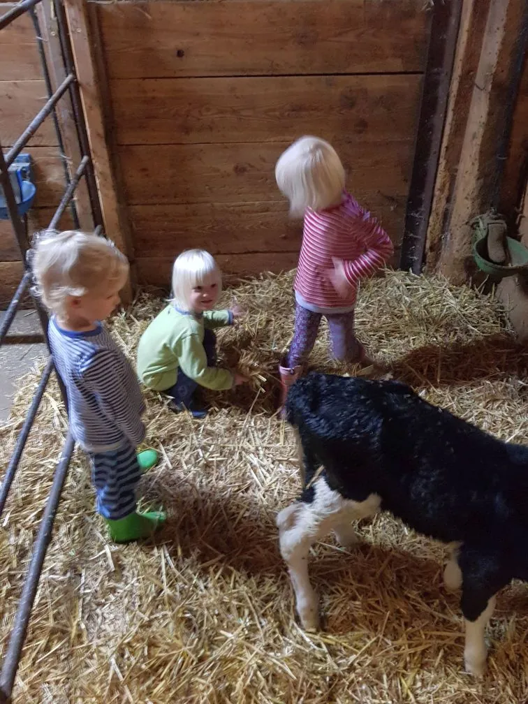 Drei Kinder stehen im Stroh bei einem schwarzen Kalb