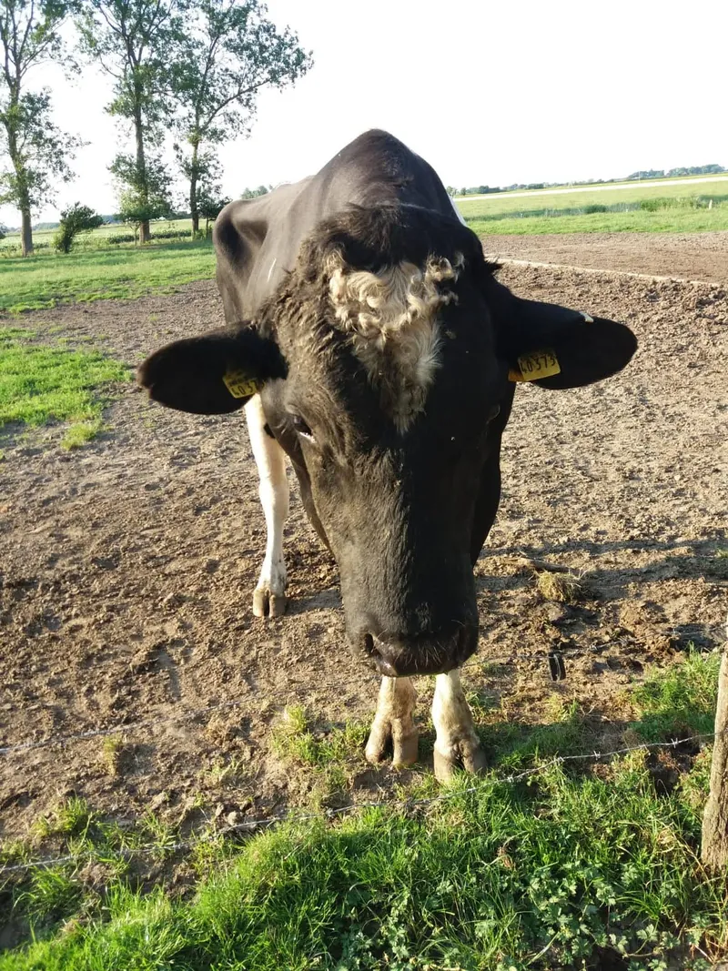 Eine Kuh kommt neugierig auf die Kamera zu