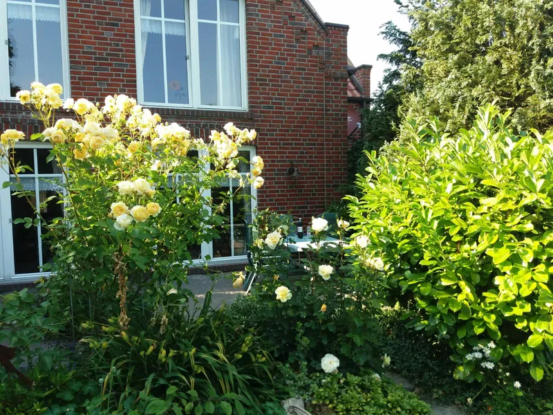 Gelbe Rosen blühen an der Terrasse des Gästehauses